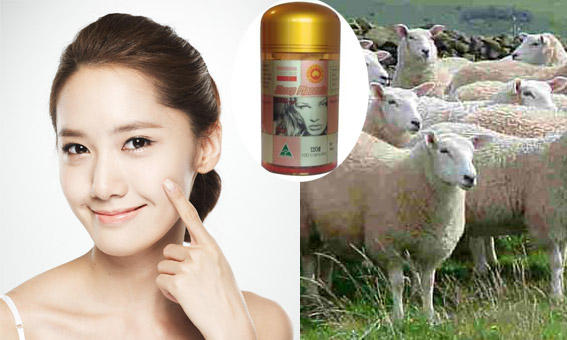 3 Loại Nhau Thai Cừu Nào Tốt Nhất Hiện Nay?
