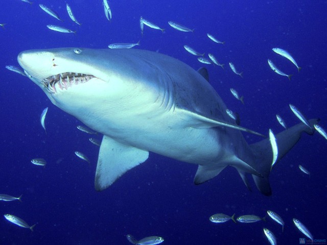 Thành phần chính của sụn vi cá mập