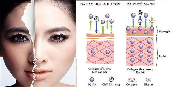 collagen-la-gi-bo-sung-collagen-nhu-the-nao-de-co-the-hap-thu-duoc-tot-nhat-2